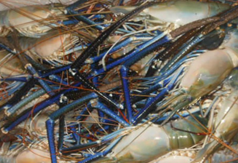 The Lobster of the Delta: Why Fresh Water Galda is the Ultimate Luxury Seafood