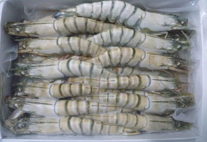 Bold Stripes, Bold Flavor: Why the Black Tiger Shrimp Rules the Grill