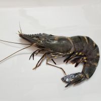 BLACK TIGER SHRIMP